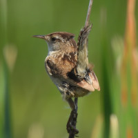 Marsh Wren